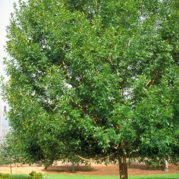 Fraxinus pennsylvanica 'Patmore' – Zachte es (cv)