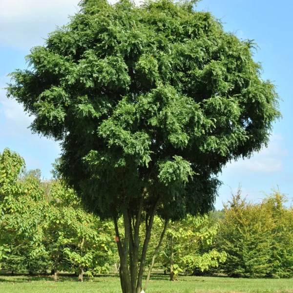 Gleditsia triacanthos 'Elegantissima' – Valse Christusdoorn (cv)