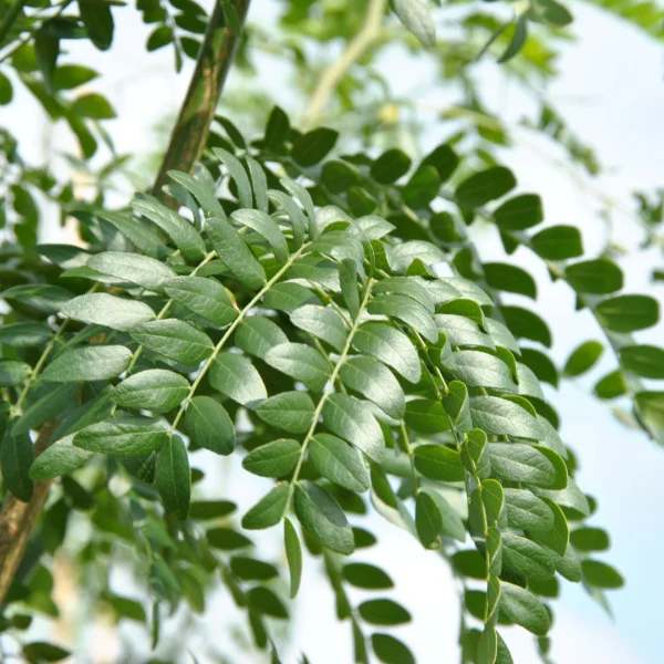 Gleditsia triacanthos STREET KEEPER ('Draves') – Valse Christusdoorn (cv)