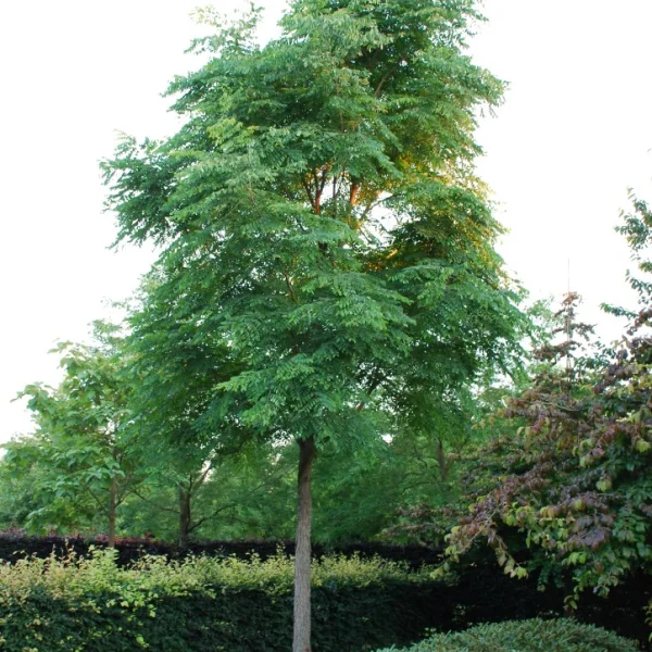 Gymnocladus dioica – Doodsbeenderenboom