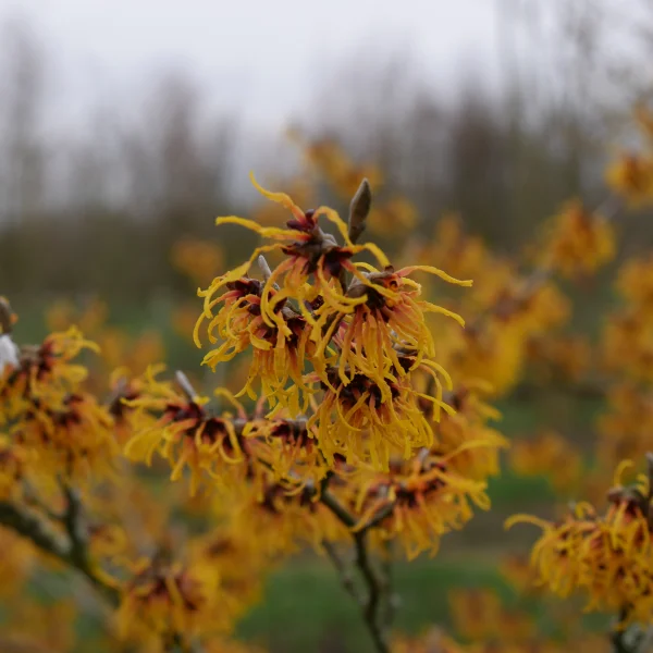 Hamamelis ×intermedia 'Orange Beauty' – Toverhazelaar (cv)