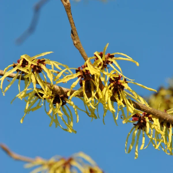 Hamamelis ×intermedia 'Pallida' – Toverhazelaar (cv)