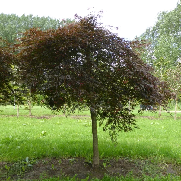 Acer palmatum 'Stella Rossa' – Japanse esdoorn (cv)