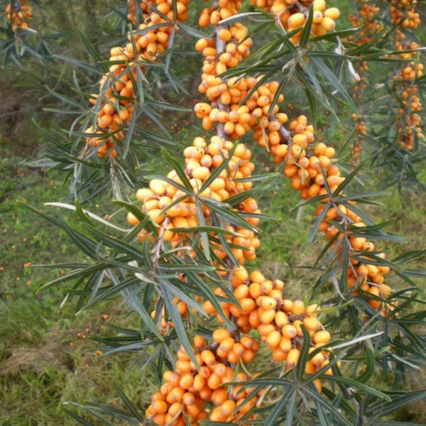 Hippophae rhamnoides 'Hergo' – Duindoorn (cv)