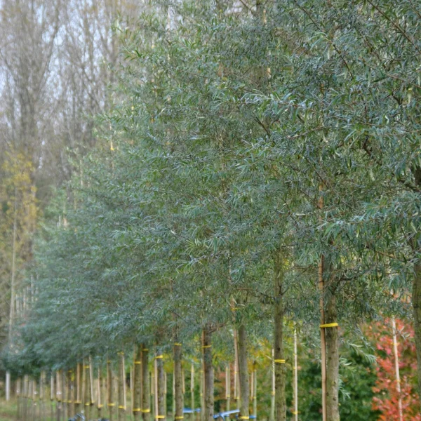 Hippophae salicifolia 'Robert' – 0