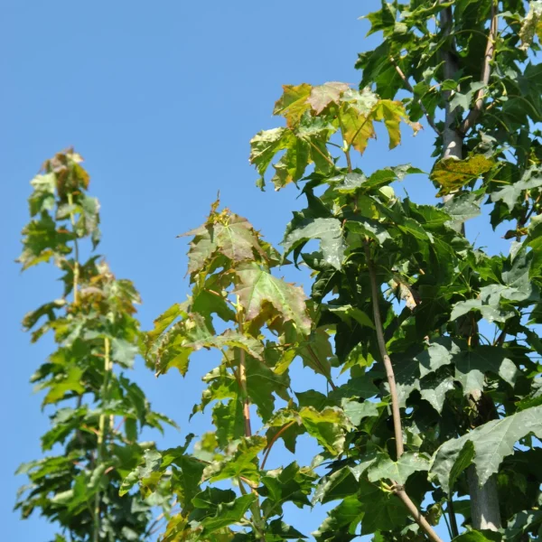 Acer platanoides 'Autumn Blaze' – Noorse esdoorn (cv)