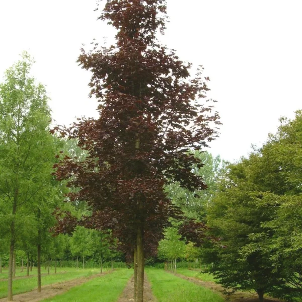 Acer platanoides 'Crimson King' – Roodbladige Noorse esdoorn (cv)