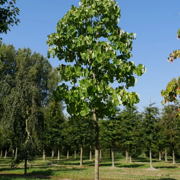 Idesia polycarpa – Oranjekers