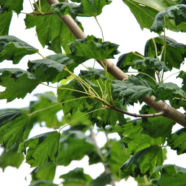 Acer platanoides 'Cucullatum' – Noorse esdoorn (cv)