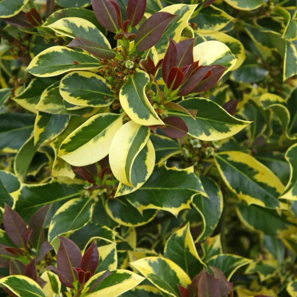Ilex aquifolium 'Aurea Marginata' – Scherpe hulst (cv)