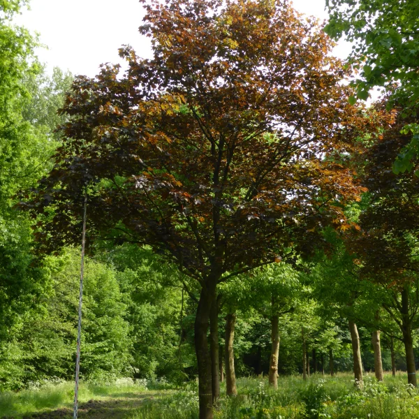 Acer platanoides 'Faassen's Black' – Roodbladige Noorse esdoorn (cv)