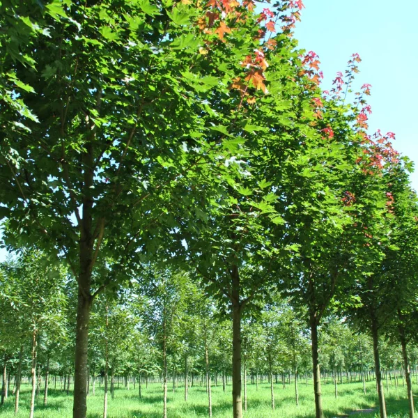 Acer platanoides 'Fairview' – Noorse esdoorn (cv)