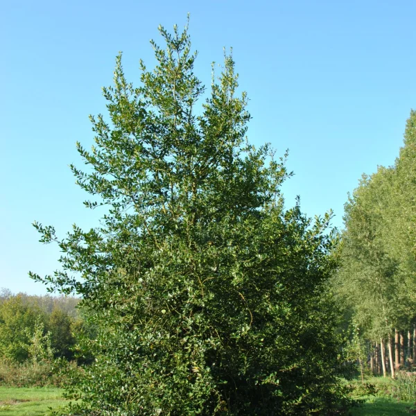 Ilex aquifolium 'Pyramidalis' – Beshulst