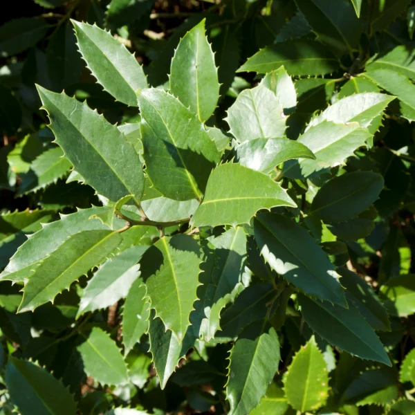 Ilex ×koehneana 'Chestnut Leaf' – Hulst (cv)