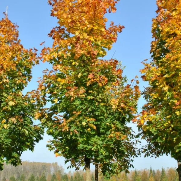Acer platanoides 'Peterse Grüne' – Noorse esdoorn (cv)