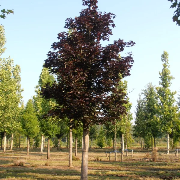 Acer platanoides 'Royal Red' – Roodbladige Noorse esdoorn (cv)