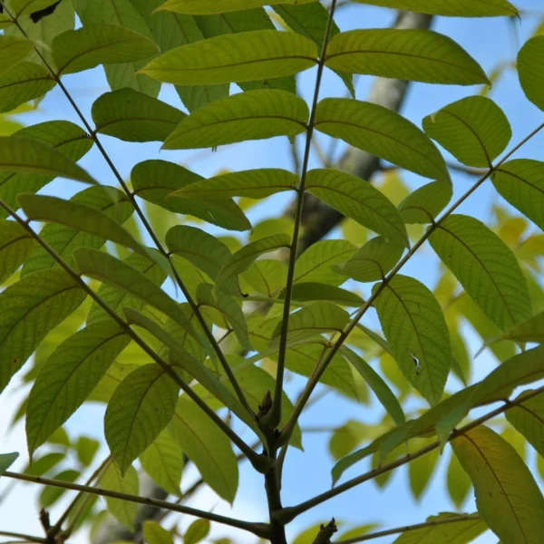 Juglans ailantifolia – Japanse walnoot