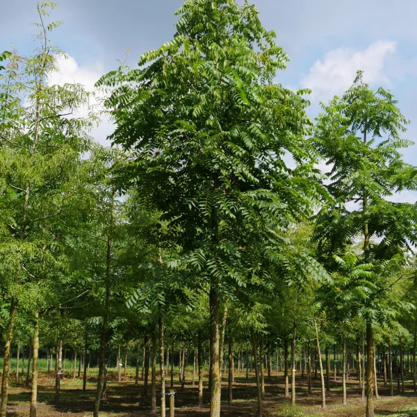 Juglans nigra – Zwarte walnoot