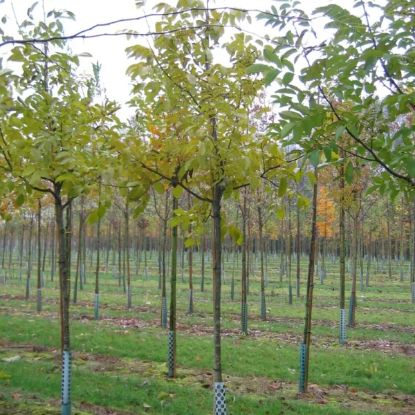 Juglans regia 'Axel' – Walnoot (cv)