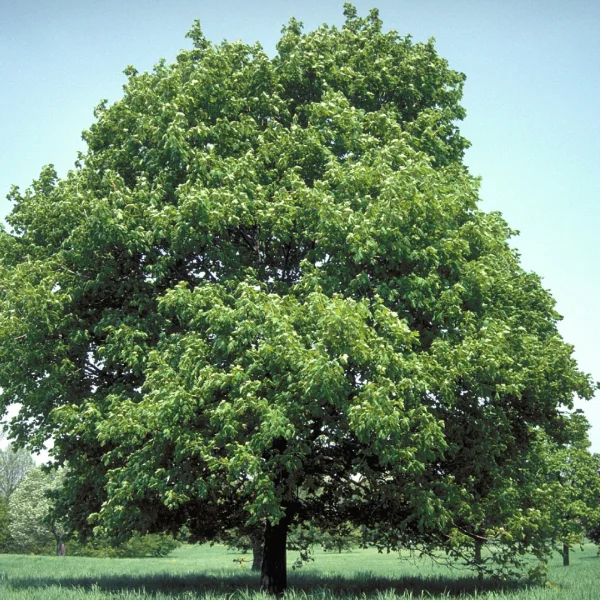Acer platanoides 'Summershade' – Noorse esdoorn (cv)