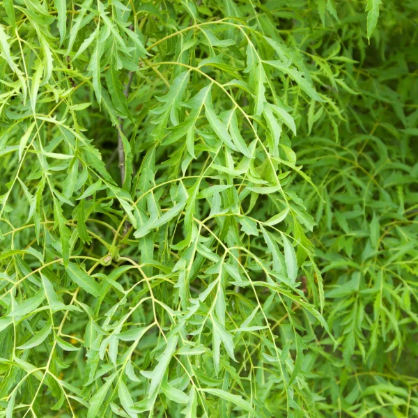 Juglans regia 'Laciniata' – Walnoot (cv)