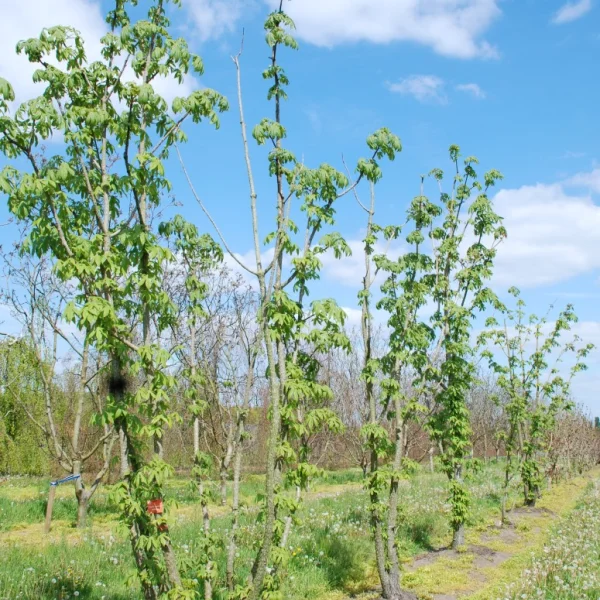 Kalopanax septemlobus maximowiczii – Stekelboom (v)
