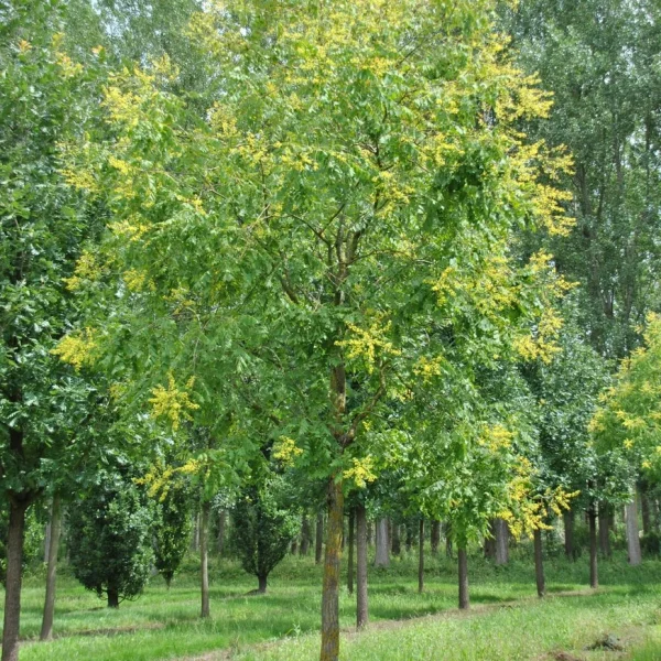 Koelreuteria paniculata – Chinese Vernisboom, Blazenboom, Lampionboom, Gele zeepboom