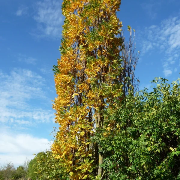 Koelreuteria paniculata 'Fastigiata' – Zuilvormige Chinese vernisboom
