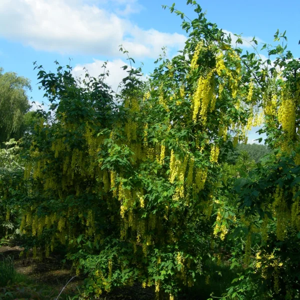 Laburnum anagyroides – Gewone goudenregen