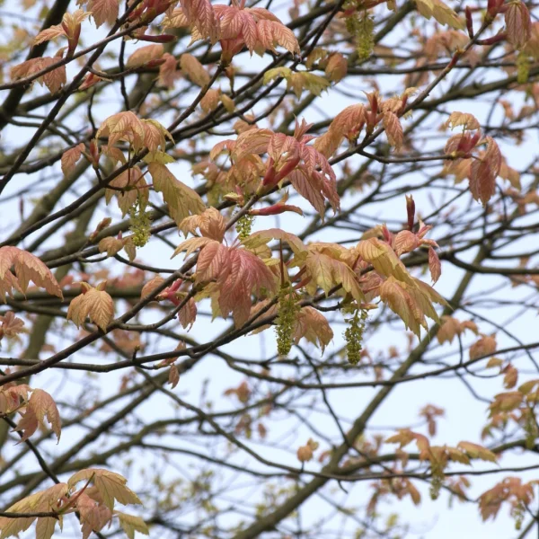 Acer pseudoplatanus 'Brilliantissimum' – Esdoorn (cv)
