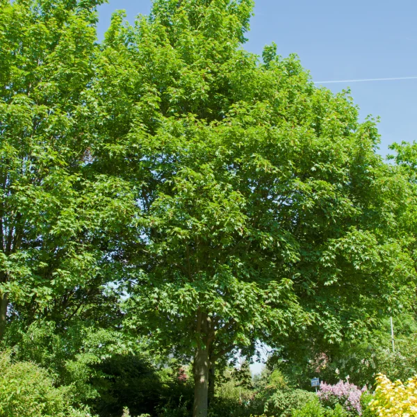 Acer pseudoplatanus 'Negenia' – Esdoorn (cv)