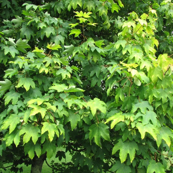 Acer pseudoplatanus 'Worley' – Esdoorn (cv)
