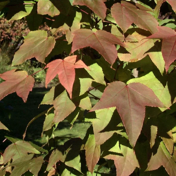 Liquidambar formosana var. monticola – Taiwanese amberboom (v)