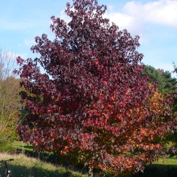 Liquidambar styraciflua 'Andrew Hewson' – Amberboom (cv)