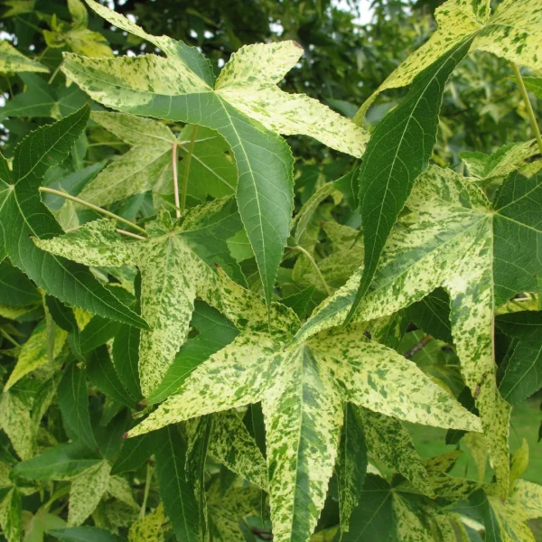 Liquidambar styraciflua 'Aurea' – Amberboom (cv)