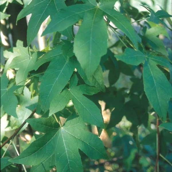 Liquidambar styraciflua 'Burgundy' – Amberboom (cv)