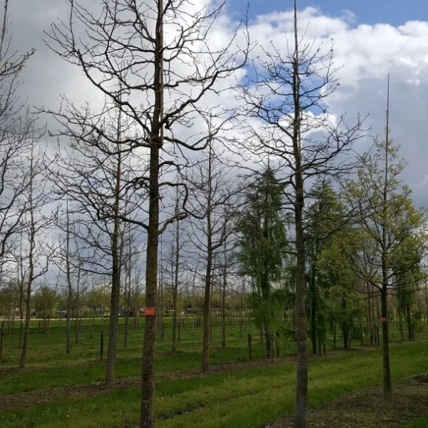 Liquidambar styraciflua HAPPIDAZE 'Happdell' – Amberboom (cv)