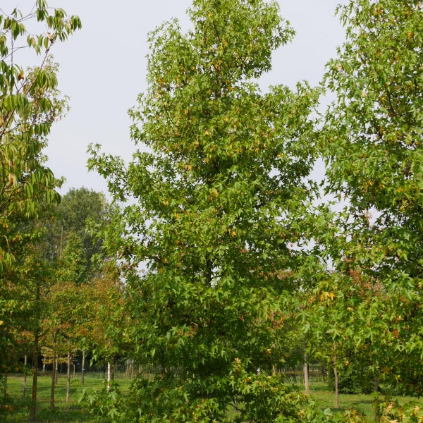 Liquidambar styraciflua 'Lane Roberts' – Amberboom (cv)