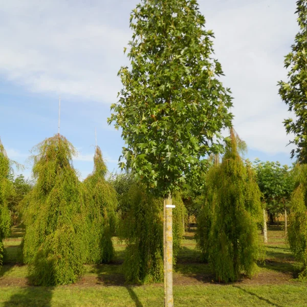 Liquidambar styraciflua 'Paarl' – Zuil-amberboom (cv)