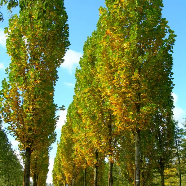 Liriodendron tulipifera 'Fastigiatum' – Zuilvormige Ammerikaanse tulpenboom (cv)