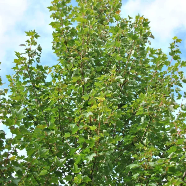 Acer rubrum 'Fairview Flame' – Rode esdoorn (cv)
