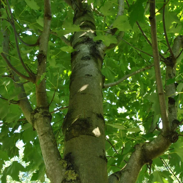 Acer rubrum 'Karpick' – Zuilvormige rode esdoorn (cv)