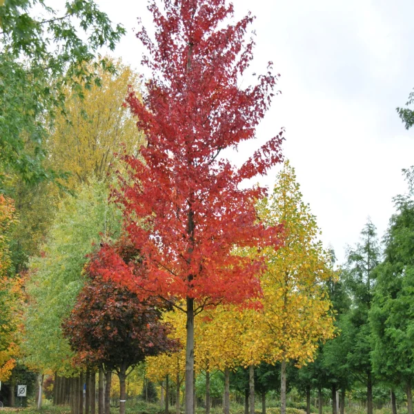 Acer rubrum INDIAN SUMMER ('Morgan') – Rode esdoorn (cv)