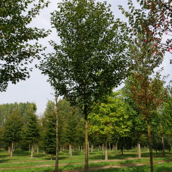 Acer rubrum 'Northwood' – Rode esdoorn (cv)