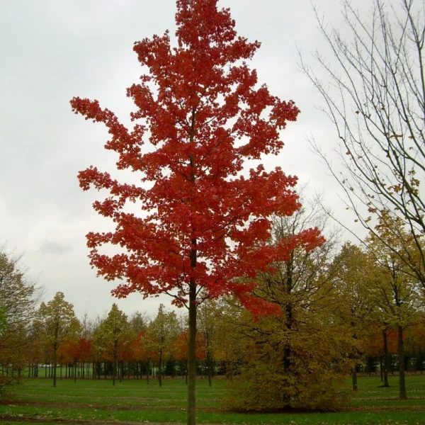 Acer rubrum 'October Glory' – Rode esdoorn (cv)