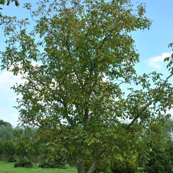 Juglans regia 'Coenen' – Walnoot (cv)