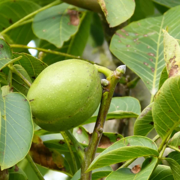 Juglans regia 'Franquette' – Walnoot (cv)