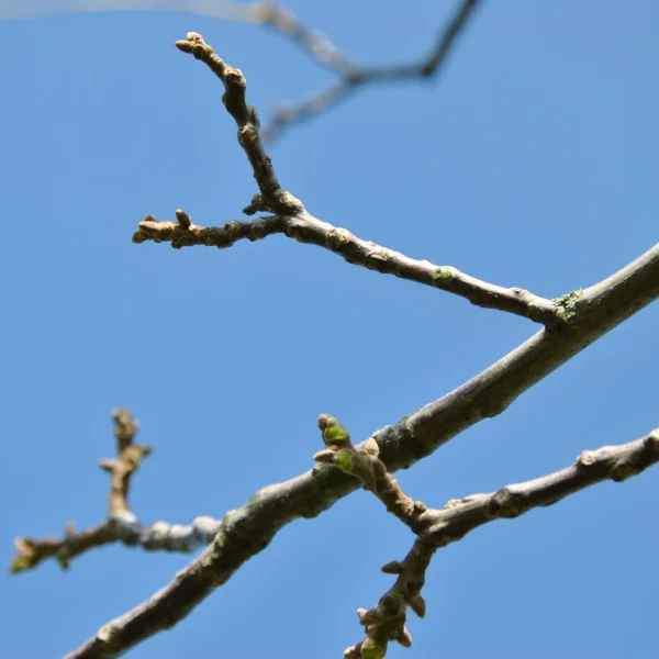 Juglans regia 'Guillot' – Vruchtloze walnoot (cv)