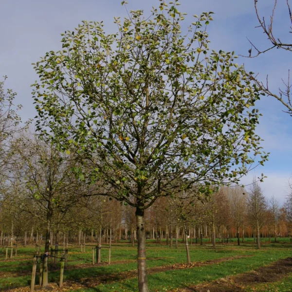 Malus domestica 'Bramley's Seedling' – Appel (cv)