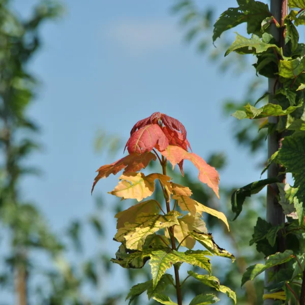 Acer rubrum 'Red Rocket' – Rode esdoorn (cv)